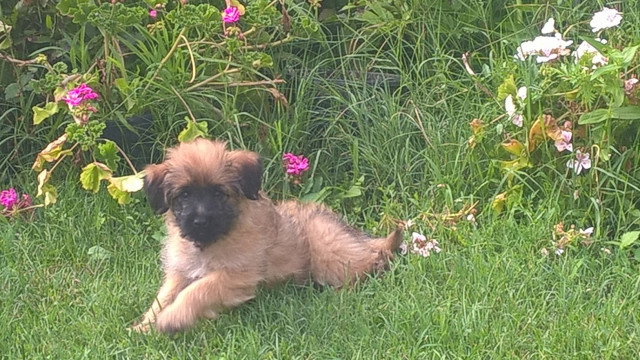 Chiot femelle Berger des Pyrénées à poils longs (dit Labrit) : Petite