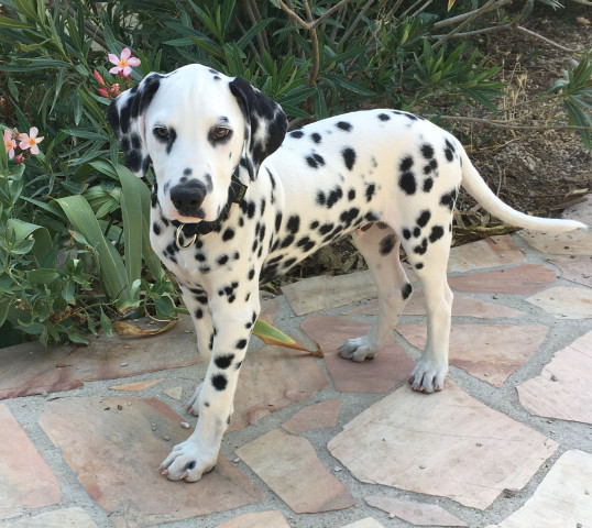 Vend chiot Dalmatien LOF : Petite Annonce chien Vend chiot Dalmatien LOF : Petite Annonce chien