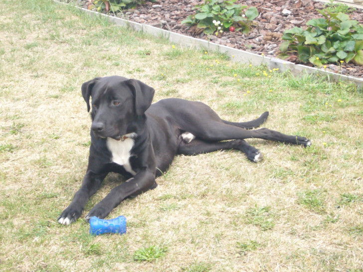 Donne chien Staff Border Collie croisé Boxer Petite Annonce chien