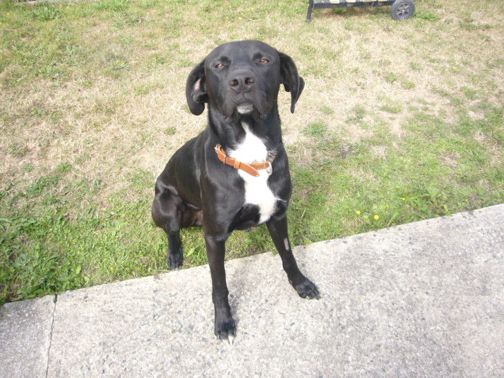 Donne chien Staff Border Collie croisé Boxer Petite Annonce chien