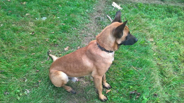 Chiot Malinois pure race à vendre : Petite Annonce chien Chiot Malinois pure race à vendre : Petite Annonce chien