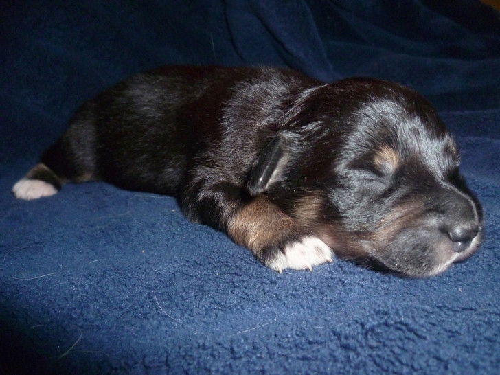 7 chiots Golden Retriever x Berger Australien à réserver Petite Annonce chien