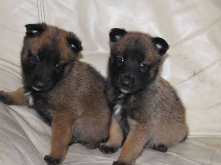 R Server Chiots M Les Malinois Lof Fauve Charbonn Petite Annonce