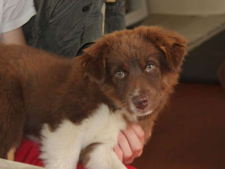 À vendre un chiot Berger Américain Miniature mâle tricolore LOF