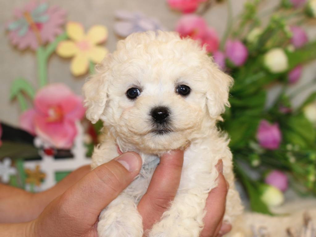 Bichons Fris S Disponibles Petite Annonce Chien