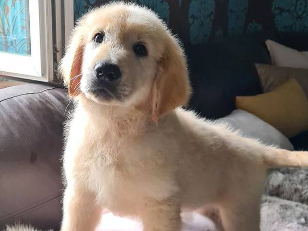 Chiot Femelle Golden Retriever LOF Disponible Petite Annonce Chien