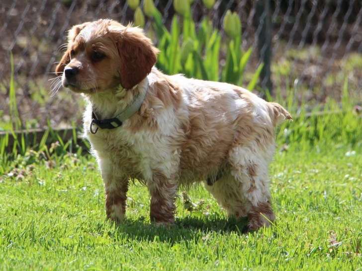 À vendre 4 chiots mâles Épagneuls Bretons mâles LOF Petite Annonce chien