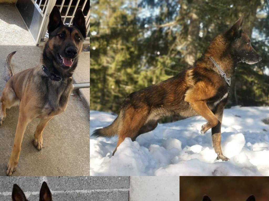 Chiots Berger Belge Malinois Lof De Gros Gabarit Vendre Petite