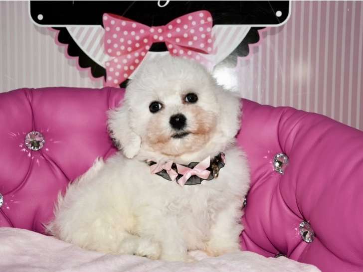 Magnifiques Bichons Frisés à vendre Petite Annonce chien