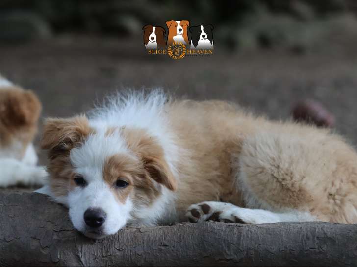 Chiots Border Collie rouge australien à vendre Petite Annonce chien