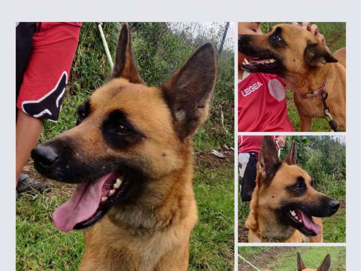 Chienne Malinois à adopter Petite Annonce chien