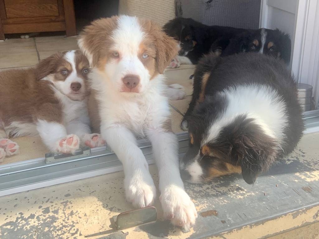 Chiots de race Berger Australien Miniature à vendre 1 femelle 5