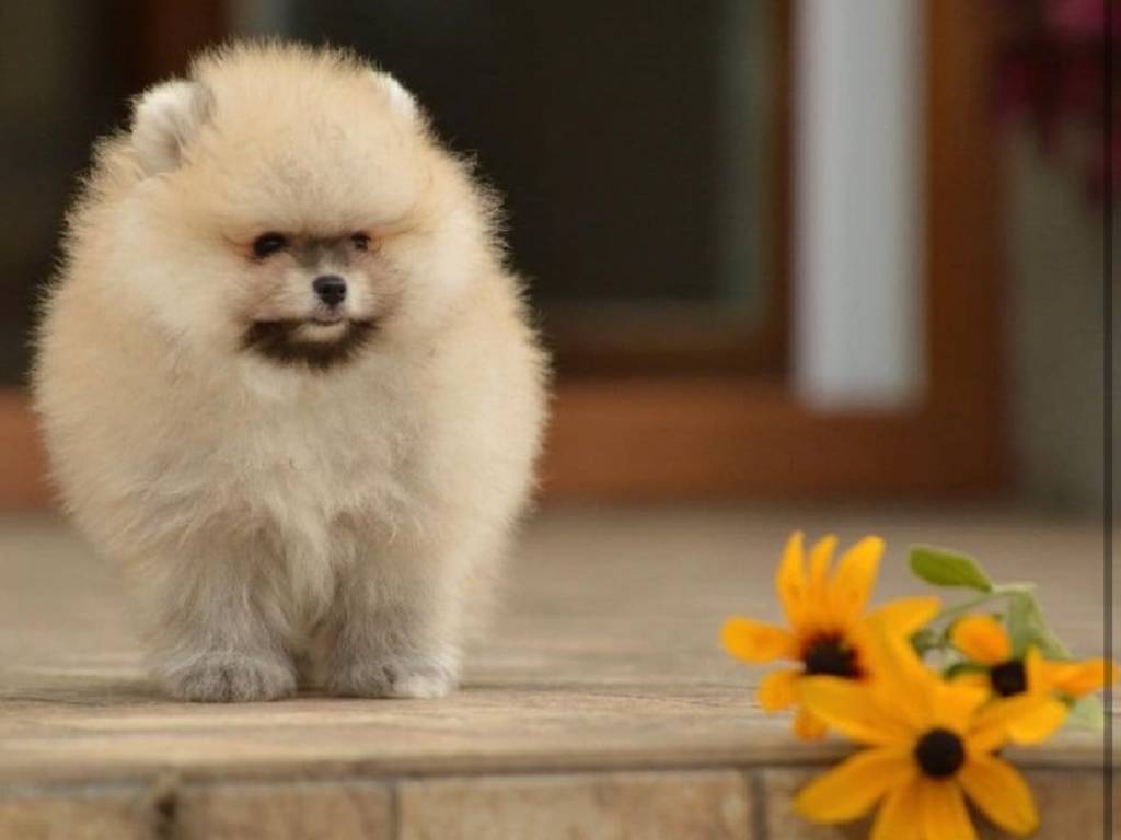 Chiot Loulou de Poméranie à vendre Petite Annonce chien