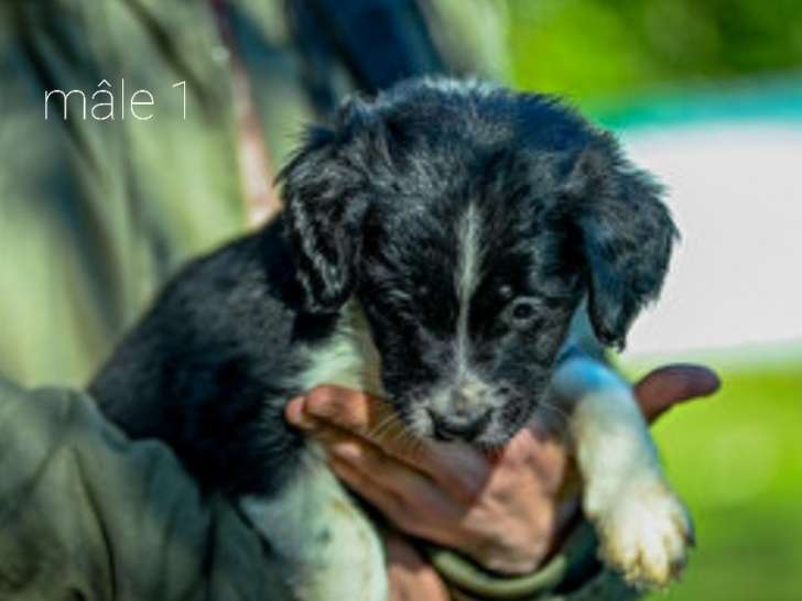 Chiots Crois S Border Collie Vendre Petite Annonce Chien