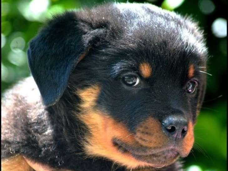 Un chiot mâle Rottweiler noir et feu LOF à réserver Petite Annonce chien