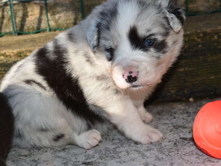 Chiot Border Aussie Border Collie Crois Berger Australien Vendre