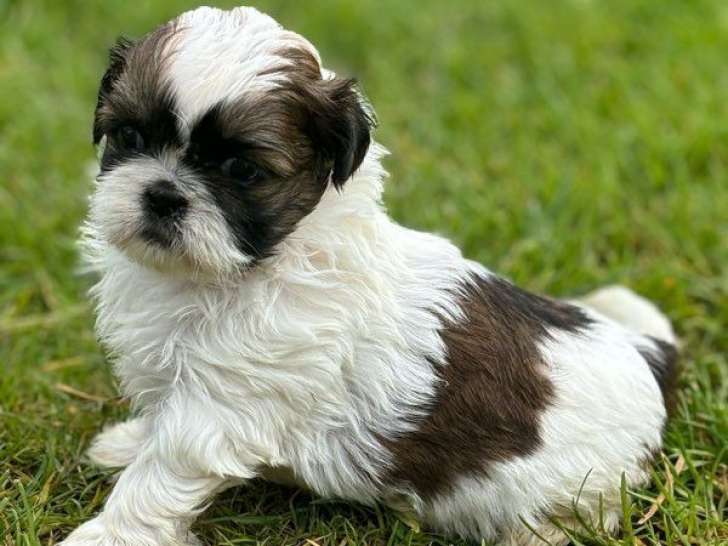 Chiots Shih Tzu Lof Disponibles La R Servation Petite Annonce Chien