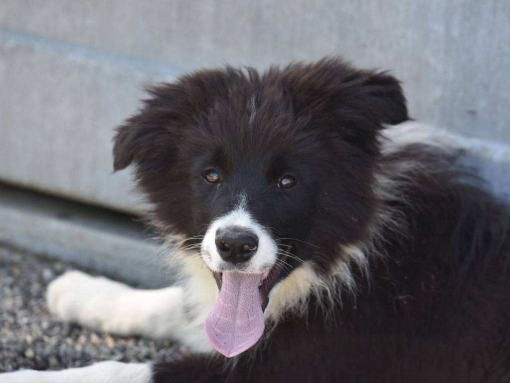 Vendre Un Chiot M Le Border Collie Lof Petite Annonce Chien