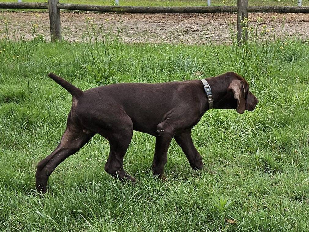 Vendre Chiots Braques Allemands Marron M Les Lof Petite Annonce Chien