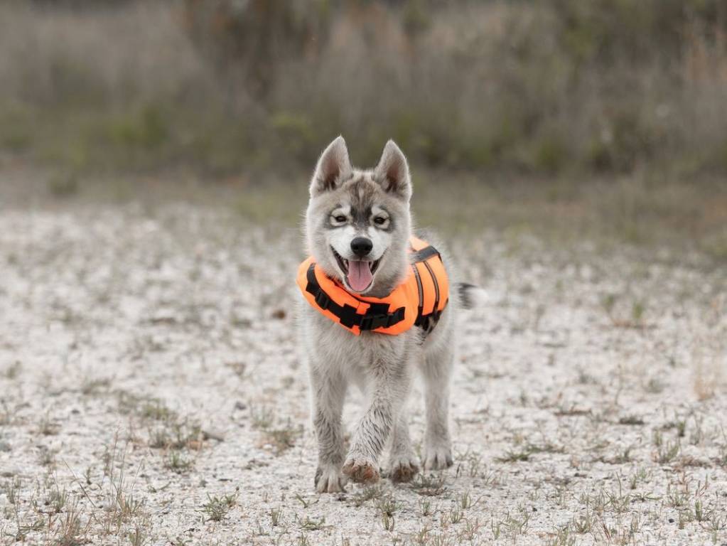 Vendre Un Chiot Husky De Sib Rie M Le Lof Gris Loup Petite Annonce