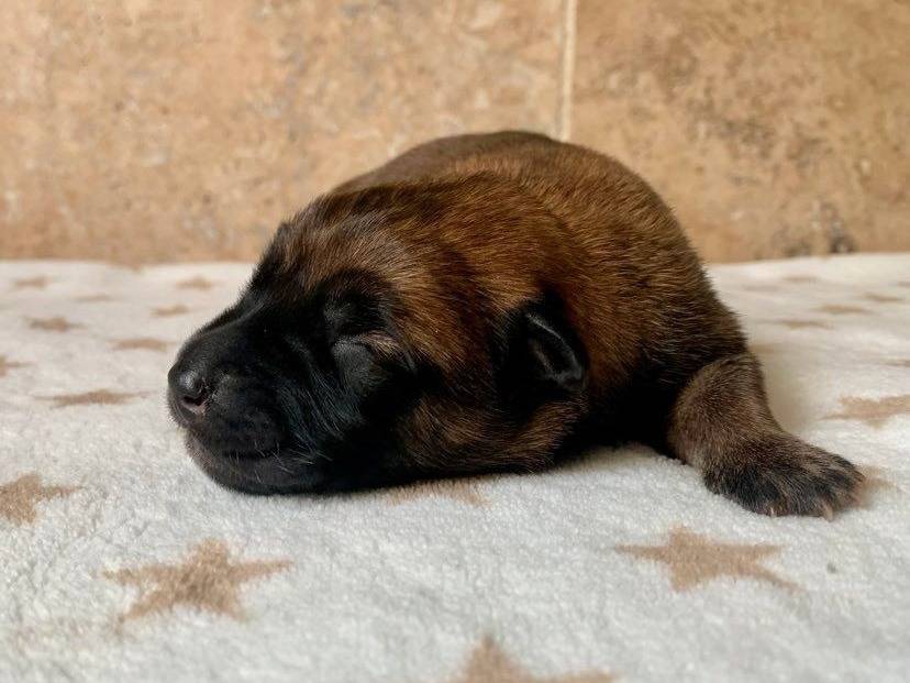 Chiots Bergers Belges Malinois Lof Vendre Petite Annonce Chien