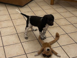 Chiots De Race Petit Epagneul De M Nster Vendre M Les Petite