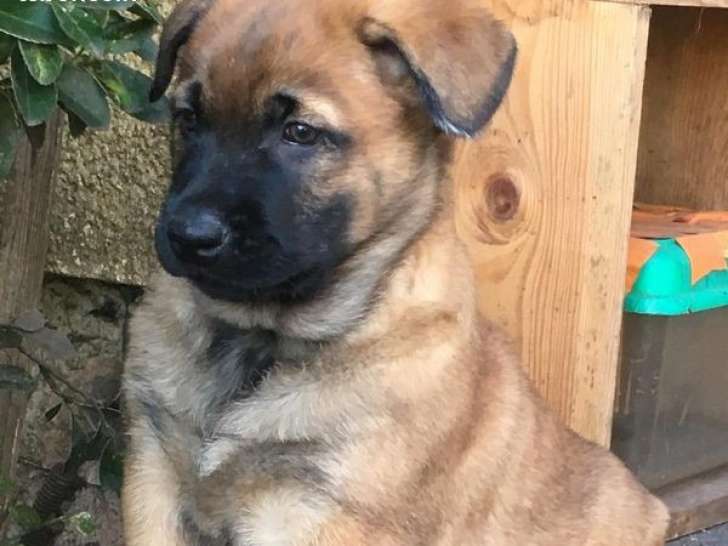 Chiots M Les Bergers Belges Malinois Lof Disponibles La R Servation