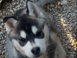 Acheter Chiots M Les Huskys Sib Riens Lof Bicolores Petite