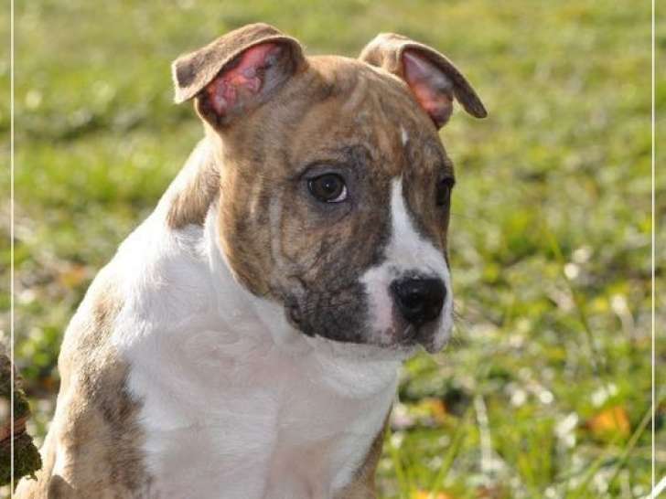 Un Chiot M Le American Staffordshire Terrier Lof Disponible La Vente