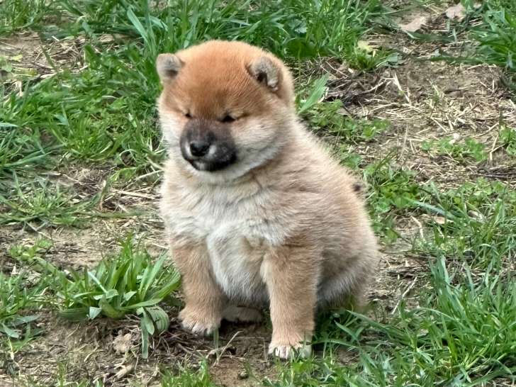 Chiot Shiba Inu femelle LOF à vendre Petite Annonce chien