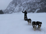 Entre Chien Et Loup Balade En Chiens De Tra Neau L Anse Saint Jean