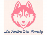La Tanière des Pomsky
