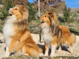 Les Petits Bergers Sympas