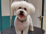 Peluche