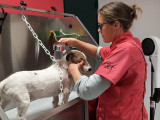 Le toilettage de Céline
