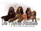 De la Noblesse Coon's