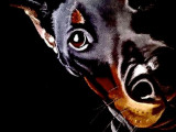 Un chien au poil