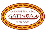 Chiens de traineau Gatineau