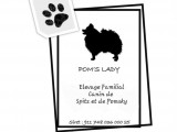 Pom's Lady