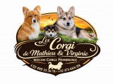 Les Corgi de Mathieu & Virginie