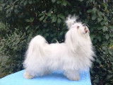 Élevage Bichons Maltais & Shih Tzu