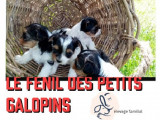 Le Fenil des Canailles & Petits Galopins