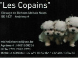 Les Copains