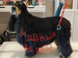 MaB'oule de poils