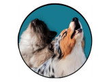 Be Dog & Ronrons