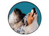 Be Dog & Ronrons