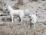 Pomsky de Camargue