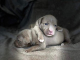 Big Team Bully’s