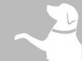 Different Breed Pet Services