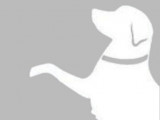 Different Breed Pet Services